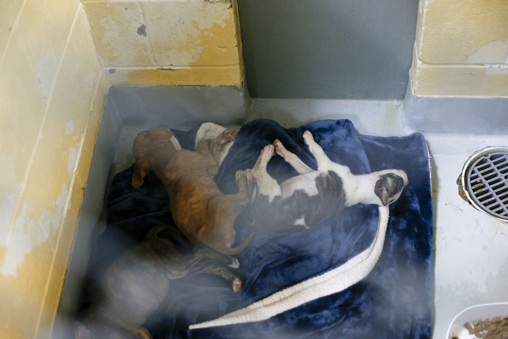 Clear the Shelter